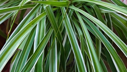close up of green grass