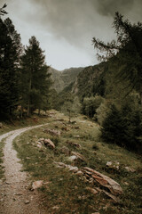 Obraz premium pianta sul sentiero