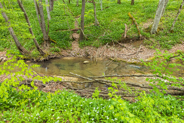shallow mountain river, staritsa and nature walks, spring day