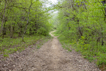 shallow mountain river, staritsa and nature walks, spring day