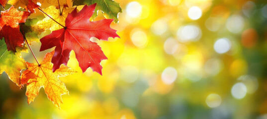 Fototapeta premium Autumn template with red maple leaves and sunlight