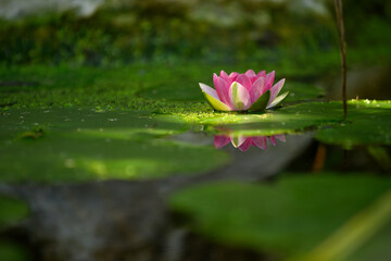 Pink and yellow waterlily blooming on a pond