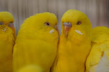 three yellow and white birds