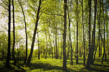 Obraz premium Sunset or sunrise in a spring birch forest with bright young foliage glowing in the rays of the sun and shadows. Vintage film aesthetic.