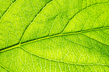 Macro shot of a leaf. Foliage nature background.