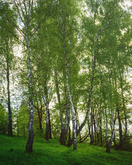 Grove of birches with young green leaves at sunset or sunrise in spring or summer. Vintage film aesthetic.