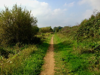 Dirt Pathway Through Lush Greenery on a Cloudy Day