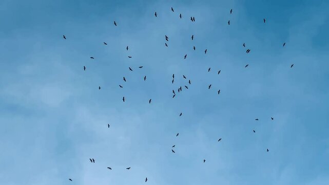 A flock of vultures fly in the sky in search of prey. (Black vulture)