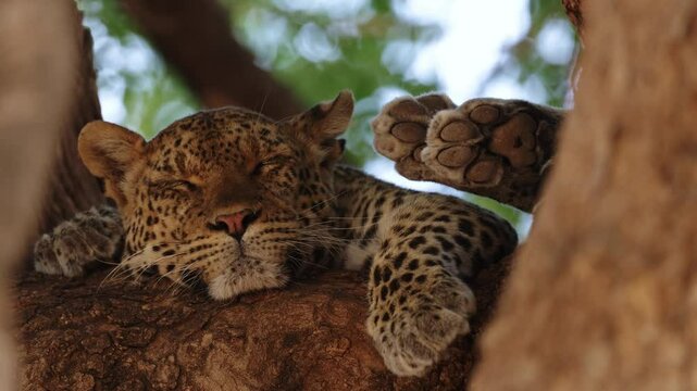  a very sleepy leopard in a tree.