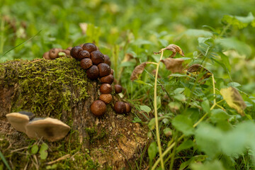 Cluster of Wild Mushrooms Growing on a Moss-Covered Tree Stump in the Forests of Rovaniemi, Finland – A Close-Up of Nature’s Hidden Beauty