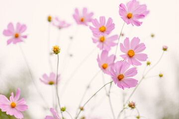 Tenderness and fragility of cosmos flowers in a summer park. Pink flowers, blooming on a field. Beautiful summer vibes.