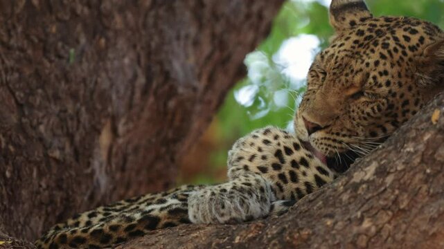  a leopardess cleaning her paws in the fork of a big tree