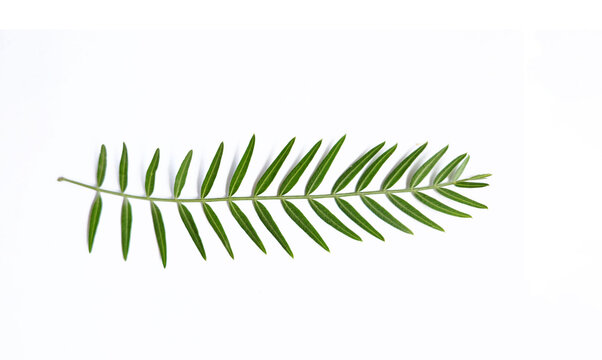 Feathery, fern-like leaves of the peruvian pepper are a vibrant green, providing a lovely contrast to the tree's reddish-brown bark