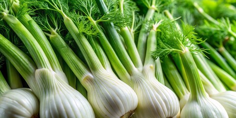Obraz premium Fresh Spanish fennel bulbs radiate from the center, their feathery green fronds stretching out like delicate