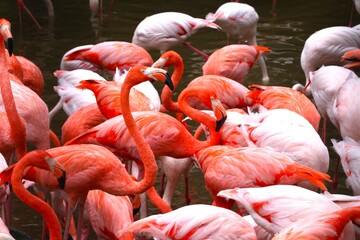 赤とピンクのフラミンゴの群れ