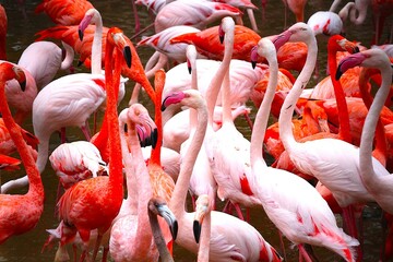 赤とピンクのフラミンゴの群れ