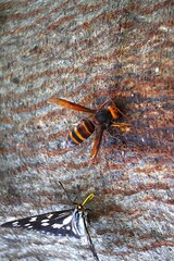 樹液に集まるオオスズメバチ