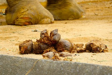 インドゾウの糞