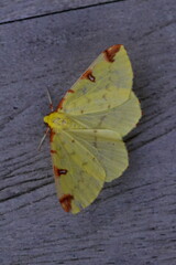 moth