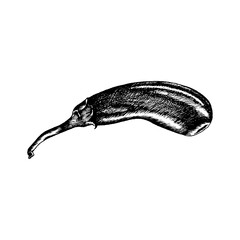 black and white engraving vector of eggplant
