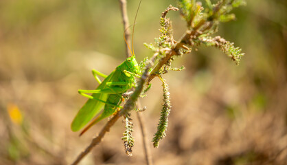 A green grasshopper sits in the grass on a bush. Great marsh grasshopper Stethophyma grossum, an endangered insect typical of wet meadows and marshes.