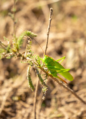 A green grasshopper sits in the grass on a bush. Great marsh grasshopper Stethophyma grossum, an endangered insect typical of wet meadows and marshes.