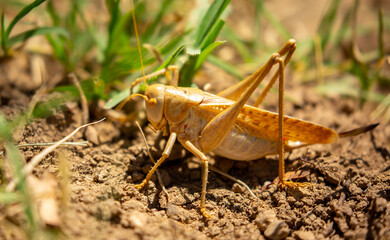 Locust close-up on plants. Locust invasion of agricultural fields. Exotic food of Asia.