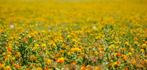 Blooming orange safflower close-up. Safflower fields against the backdrop of mountains. Industrial cultivation of safflower for oil production.