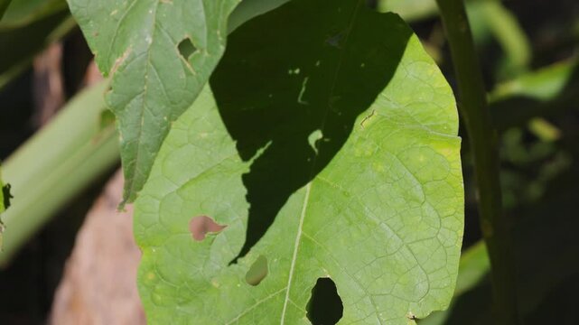 Insects Eating Leaves in Binna Burra