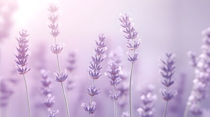 Naklejka premium Lavender Flowers in Soft Light
