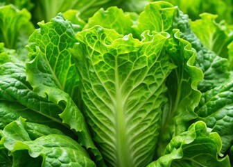 Fototapeta premium Green romaine lettuce leaves with crisp texture and serrated edges carefully gathered into a loose and rustic head.