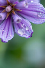 Closeup of a Purple Flower Petal with Dew Drops