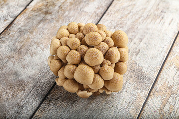 Raw asiam delicacy mushroom Shimeji