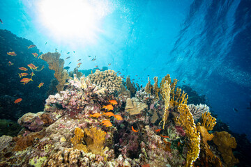Underwater Tropical Corals Reef with colorful sea fish. Marine life sea world. Tropical colourful underwater seascape.