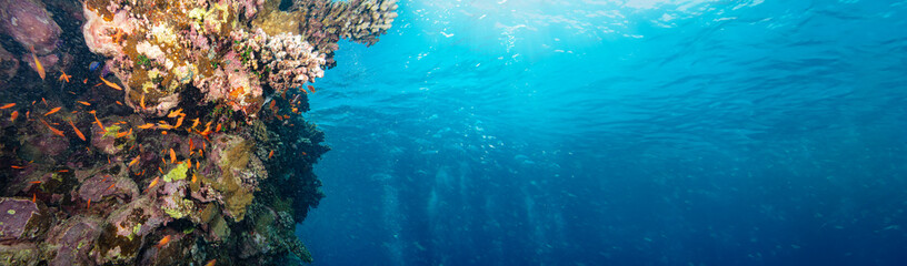 Underwater Tropical Corals Reef with colorful sea fish. Marine life sea world. Tropical colourful underwater seascape.