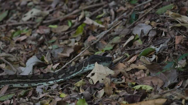 Python in Binna Burra Forest