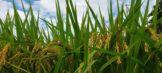 Fototapeta premium Autumn Rice