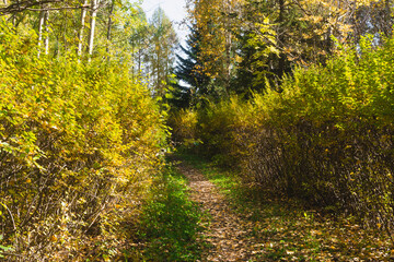 A path in a neglected autumn park. A forest path strewn with autumn leaves
