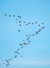 A flock of birds flies in the blue sky. Awakening of nature in spring, free flight. A flock of small birds in flight against a blue sky with clouds.
