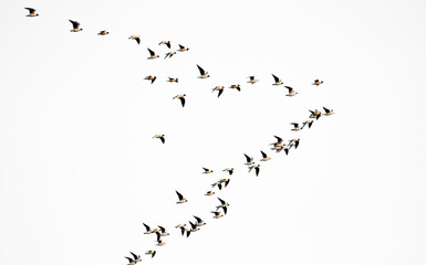 Flock of flying birds on white background isolated. Large flock of wild birds.