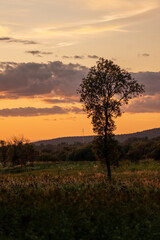 Solitary Tree Silhouetted Against a Glowing Sunset in the Countryside of Rovaniemi, Finland – A Stunning Display of Nature’s Tranquility and Beauty