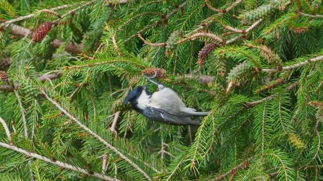 Coal tit close-up in the tree eating and taking flight with nature bird sound