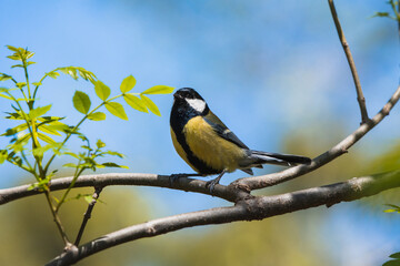 A small bird with a black cap perched on a branch.