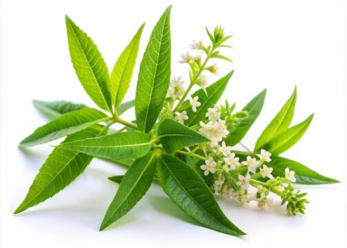 Lemon verbena's bright green leaves release a citrusy aroma, contrasting beautifully with delicate white flowers that