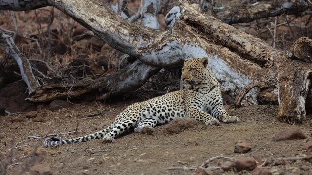  a big male leopard resting next to a fallen tree
