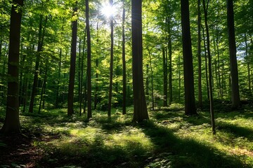 Naklejka premium Lush green forest with sunlight filtering through the trees, peaceful and natural environment