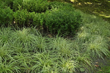 Green grass background. Close-up of green grass texture background