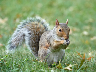 Grey Squirrel in a park. Sciurus carolinensis