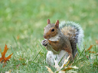 Grey Squirrel in a park. Sciurus carolinensis