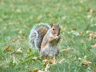 Grey Squirrel in a park. Sciurus carolinensis